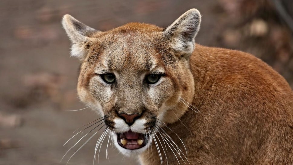 Mountain lion with mouth slightly open