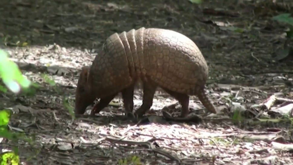 Rescued Monkey and Armadillo Returned to Wild