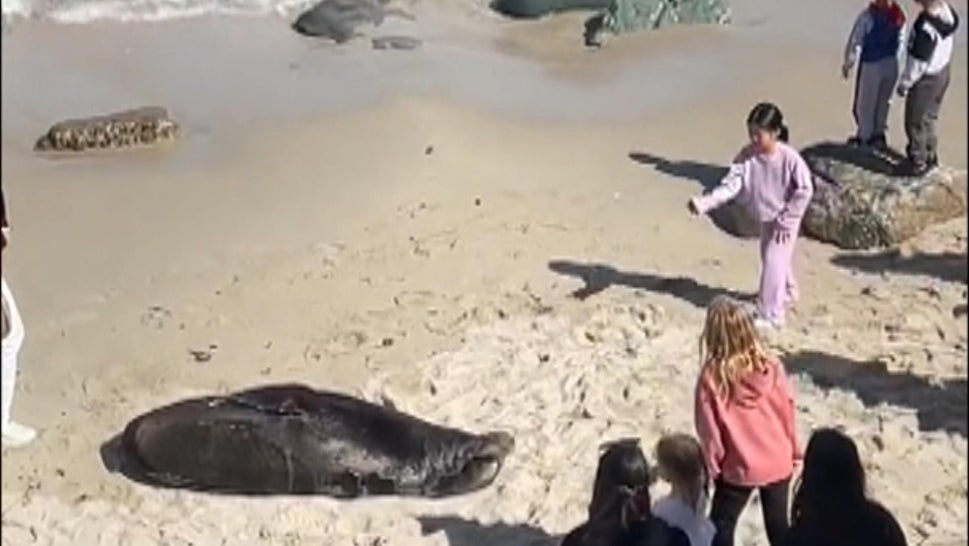 Girl Kicked Off California Beach After Throwing Rocks at Sleeping Sea Lion 