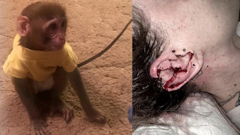 Pet Monkey Almost Rips Neighbor's Ear Off
