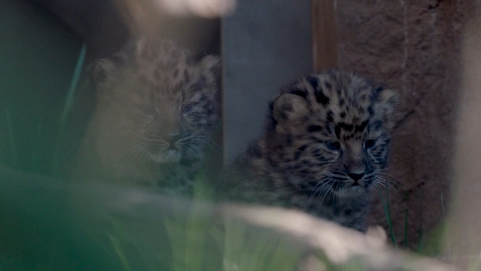 2 Endangered Amur Leopards Born in California 