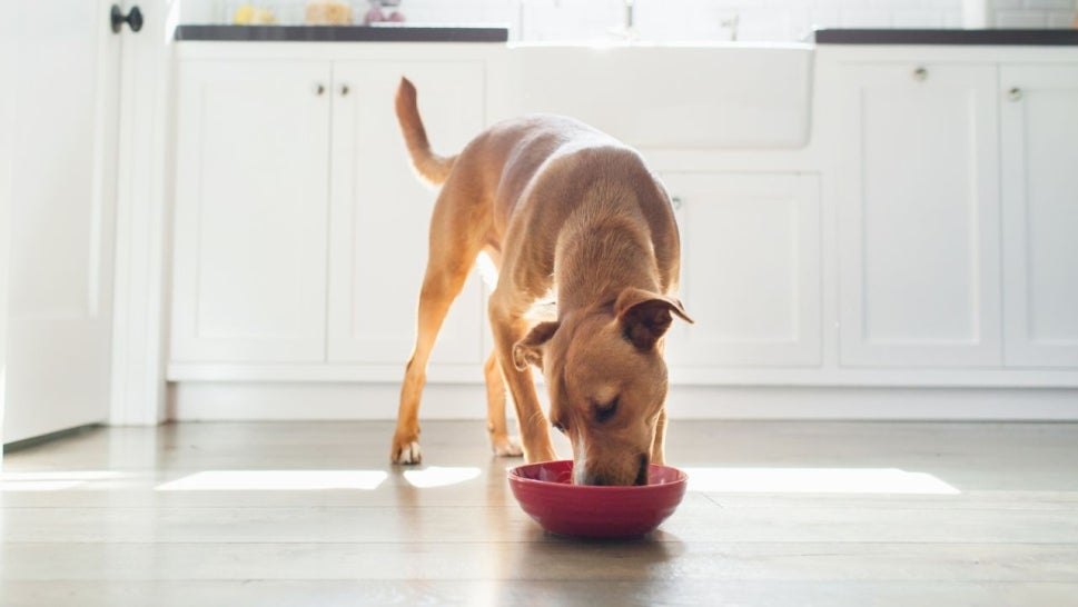 Stock image of dog in kitchen eating from red bowl