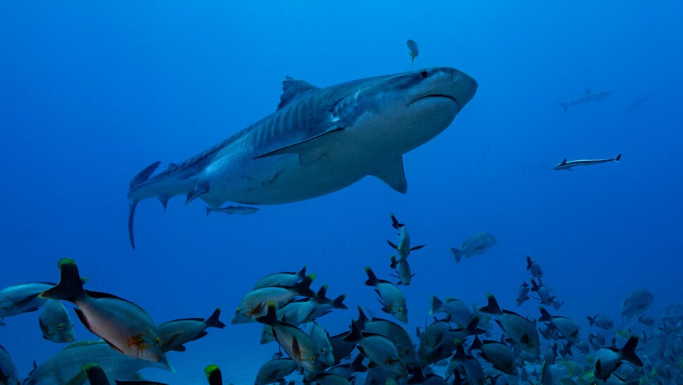 The surfer is believed to have been attacked by a tiger shark, similar to the shark pictured above.