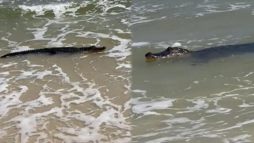 Massive Alligator Spotted on Alabama Beach