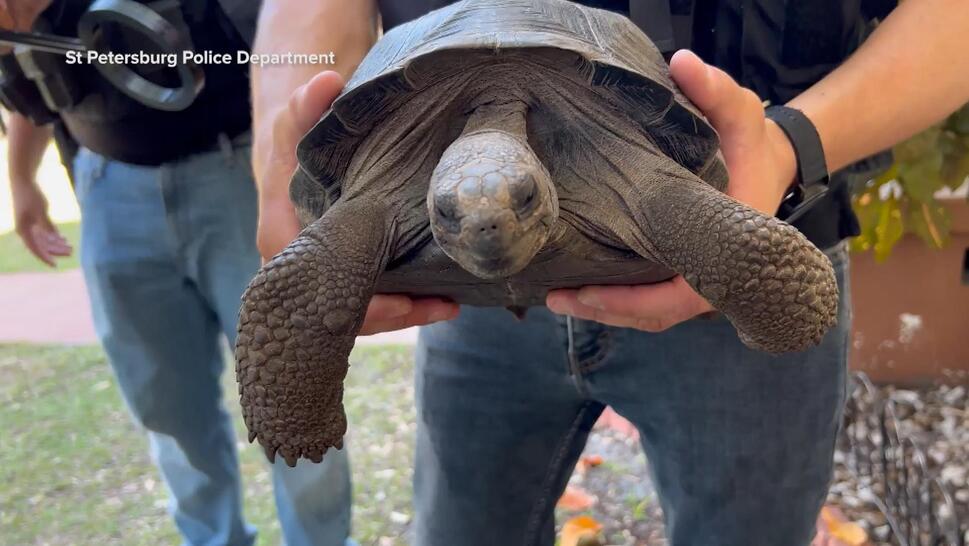 2 Stolen Galapagos Tortoises Recovered From Home in Florida