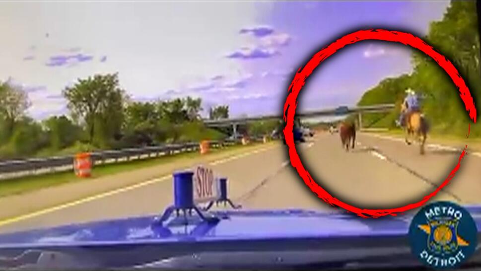 Cowboy Lassos Runaway Cow on Michigan Highway