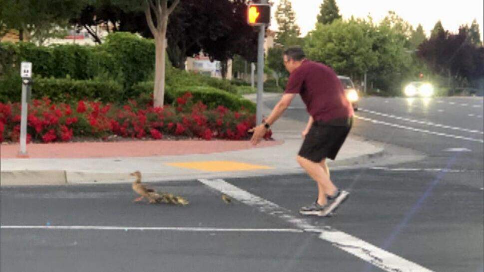 Man Fatally Hit by Car While Helping Ducks Cross Road