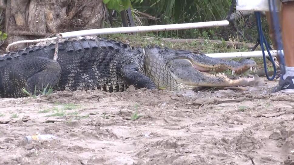 Rescuers Rush to Save Man Who Lost Arm to Alligator in Florida