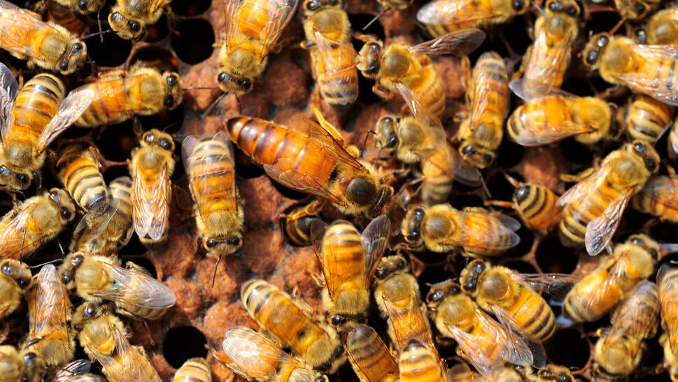 Queen bee and bees work in hive with honey 