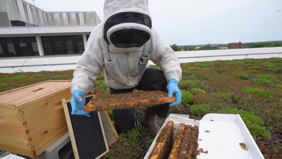 Bees Are Living on Government Buildings