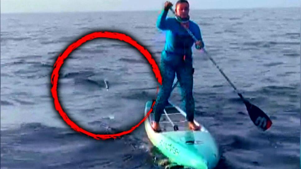 Husband Urges Wife to Paddle Faster as Shark Stalks Her