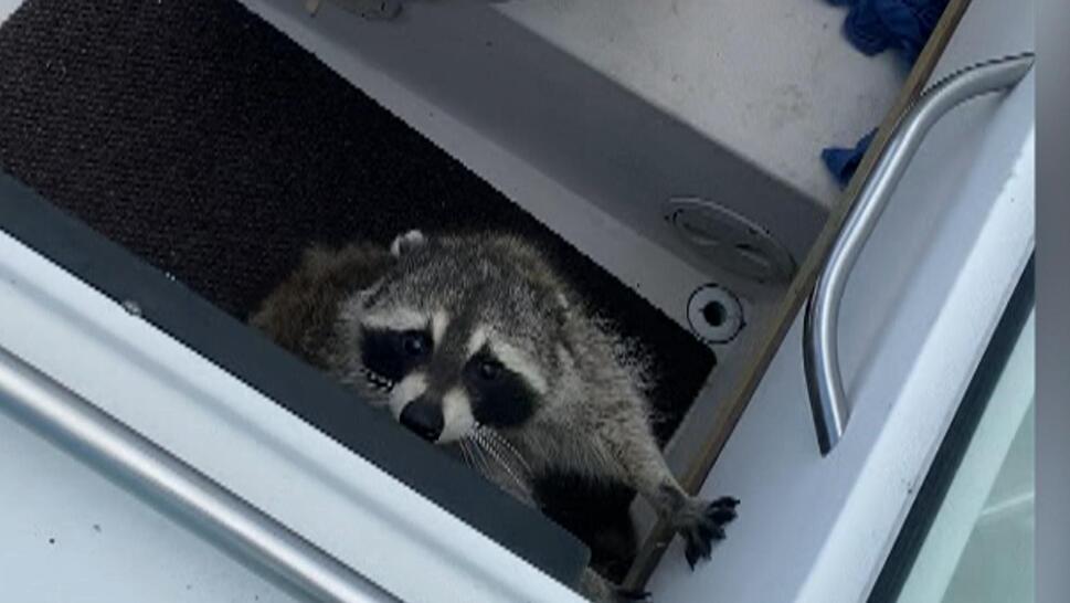 Couple Finds Raccoons Hiding in Boat During Ride 
