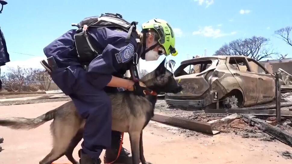 Dogs, Samaritan’s Purse Join Search for Maui Fire Victims
