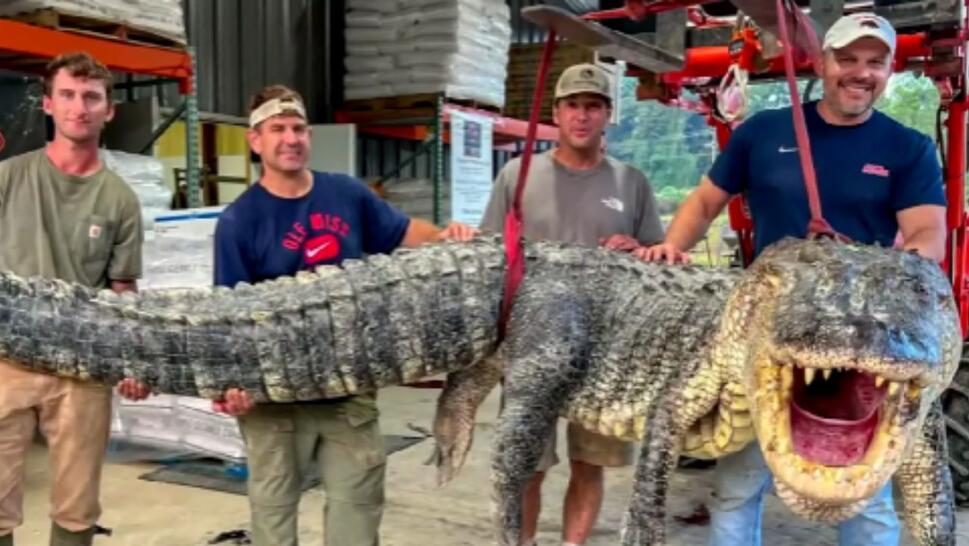 4 men holding up 14-foot-long alligator