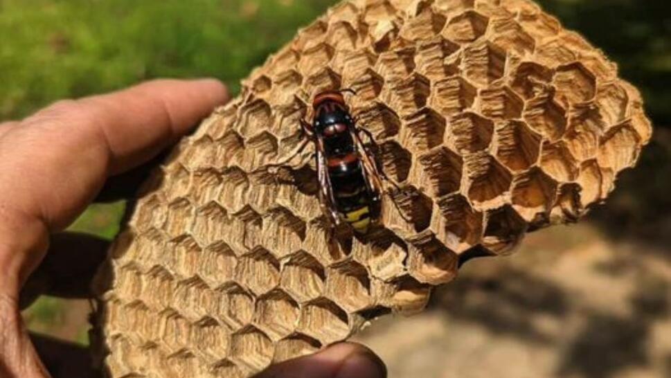 hornet on honeycomb
