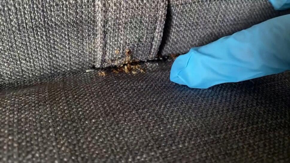 How to Prevent a Bed Bug Infestation in Your Home