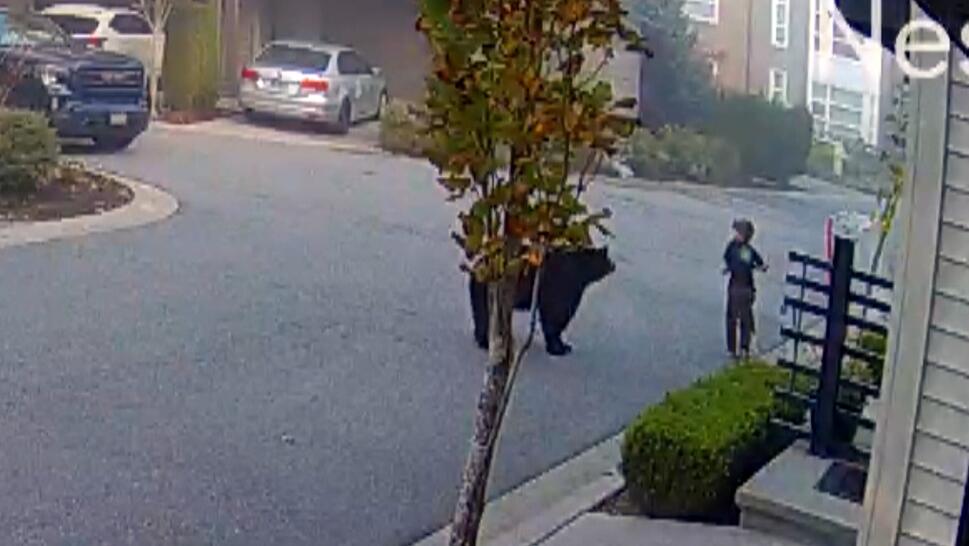 Bear approaches with 7-Year-Old on scooter
