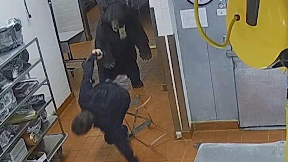 bear attacks man