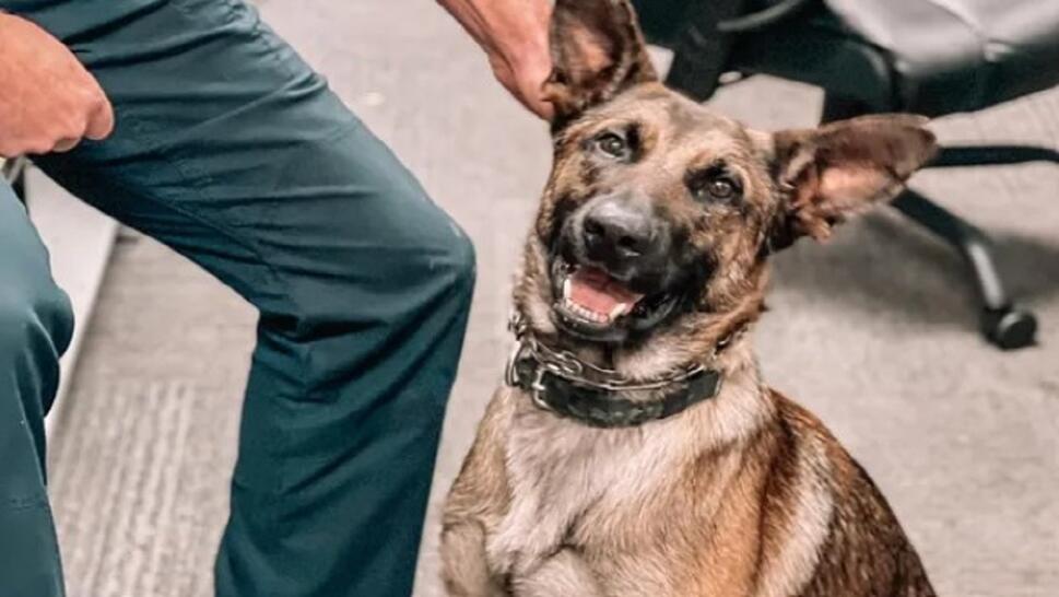 Jack the Police Dog Attacked in Traffic Stop