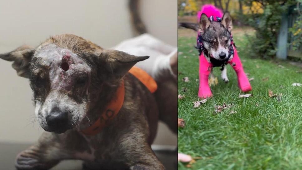 Amira, a 2-legged former street dog, walks on prosthetic legs.