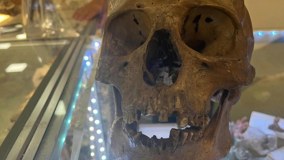 Human skull found for sale in Florida antiques market.