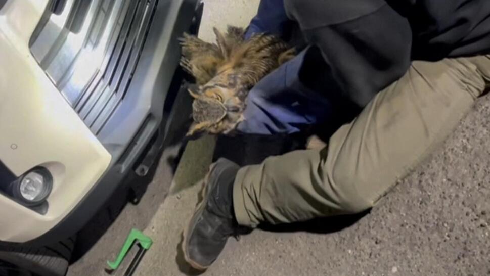 Owl after getting rescued from car