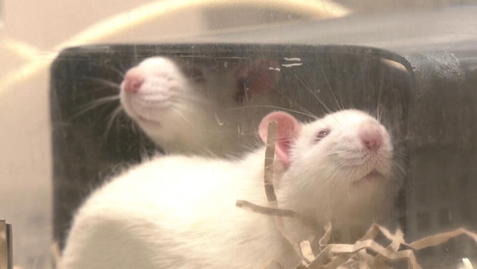 Rats brains are tested after being given LSD and Ketamine.