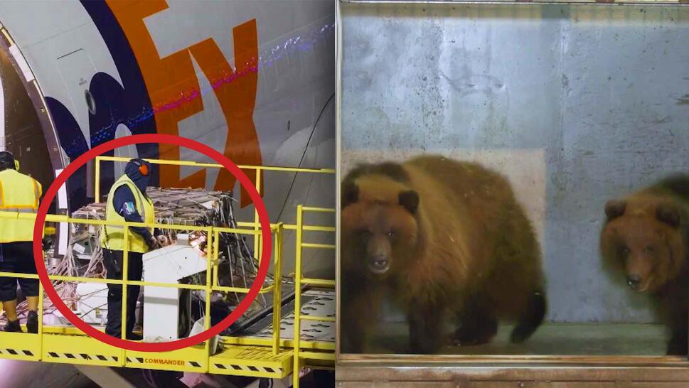 FedEx ships bears to new zoo.