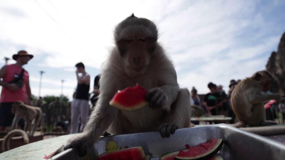 Monkey eats watermelon slice