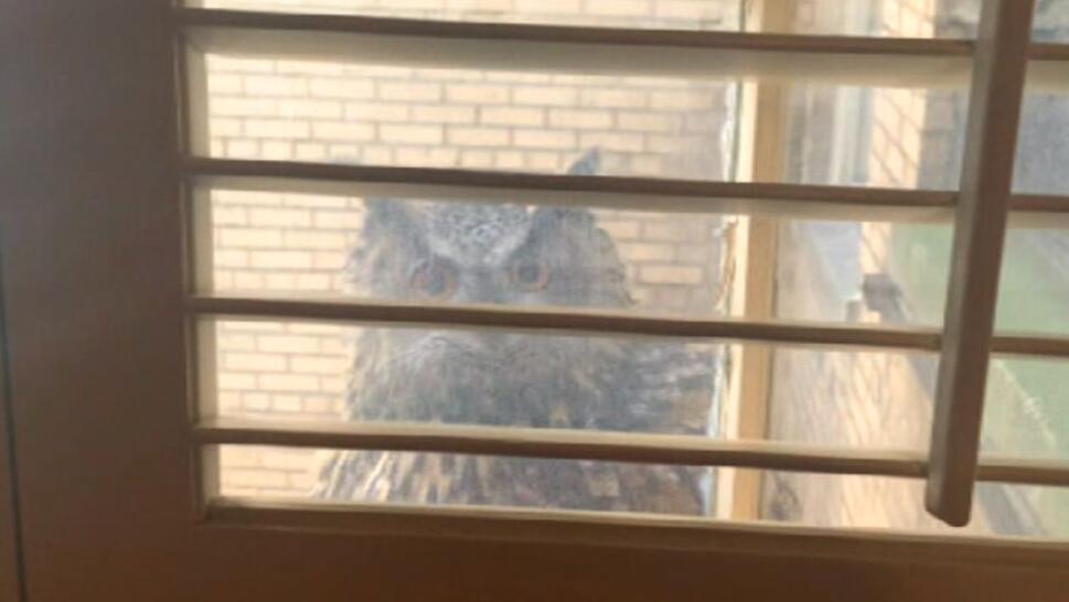 Owl standing outside windowsill peering through window blinds