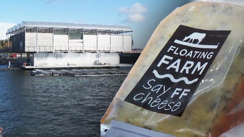 Floating Farm, in the Netherlands, is a dairy farm that is not on dry land.