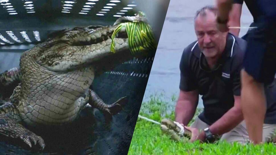 A 9-foot crocodile was pulled from a flooded drain in Australia following Tropical Cyclone Jasper.