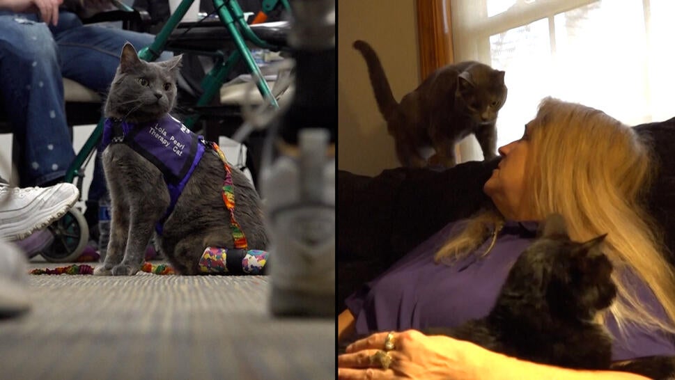 Therapy Cat With 3 Legs Visits Hospitals, Schools, and Nursing Homes