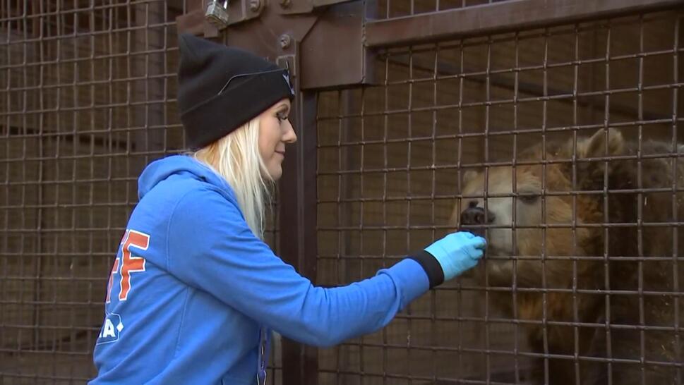 Woman feeding bear in cage.