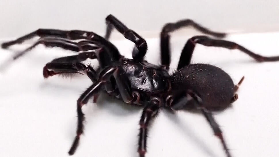 Hercules, a 7.9 cm funnel-web spider, is milked at the Australian Reptile park in order to create an antidote to the spider’s poisonous venom.