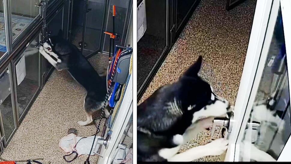 Husky tries to escape from animal shelter