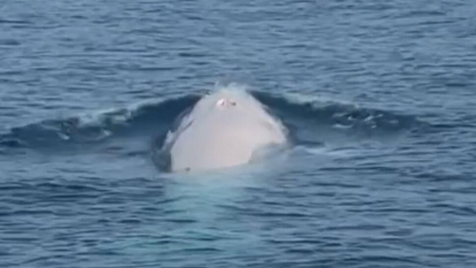 Rare ‘Albino’ Whale Spotted Off Coast of Thailand