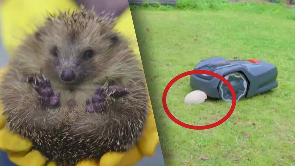 Hedgehogs now have crash test dummies to keep them safe from lawn mowers. 