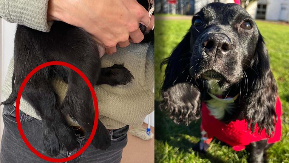 Ariel, a cocker spaniel born with six legs, has had the extra limbs amputated.