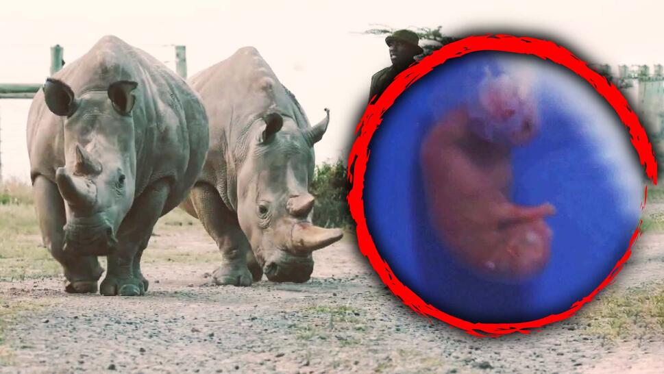 Critically endangered Northern White Rhinos may be saved through IVF.
