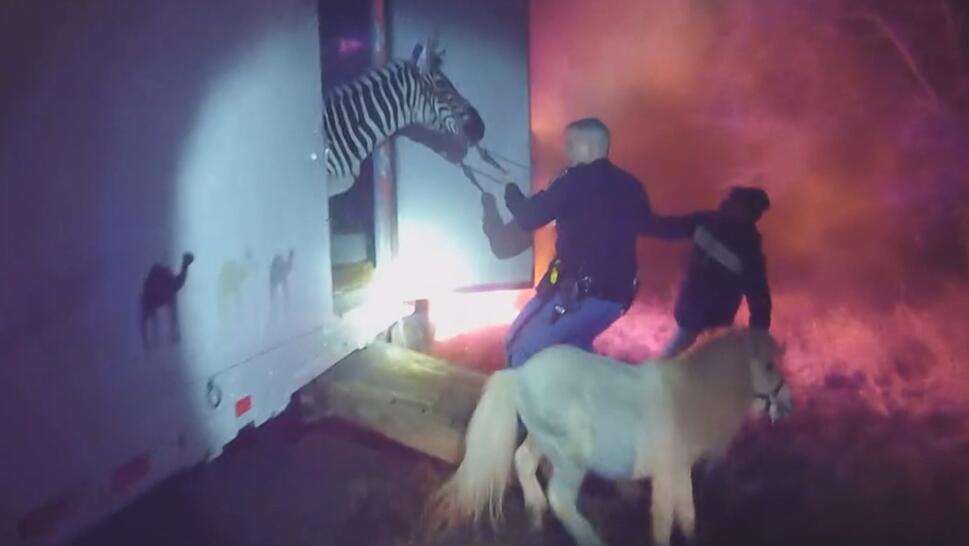 Cop Saves Zebras and Camels From Fire