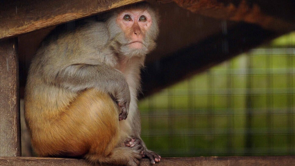 A stock image of a rhesus macaques monkey