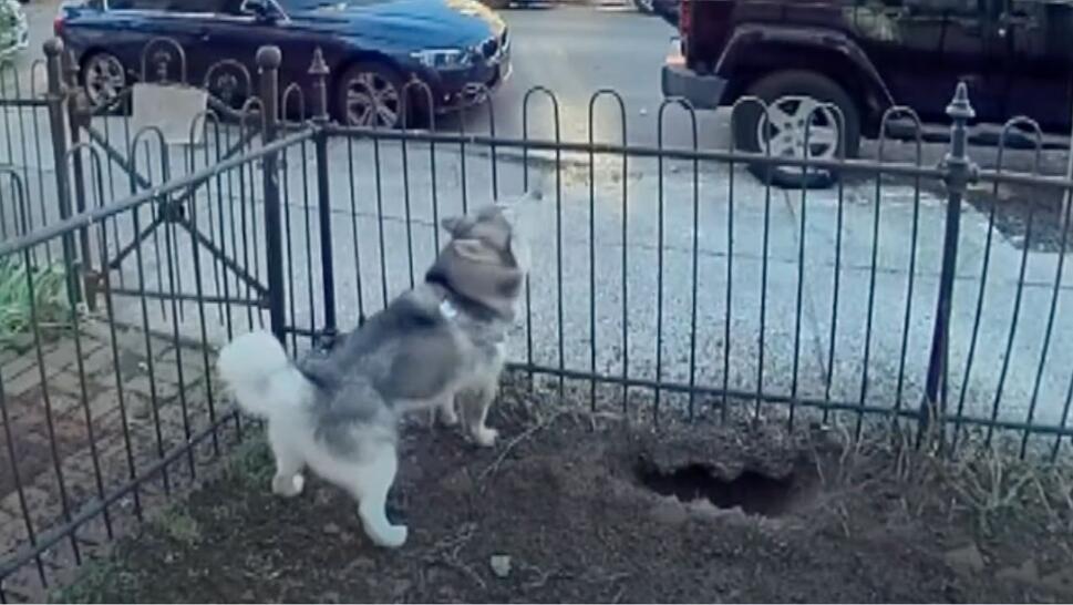 Husky standing next to hole in ground