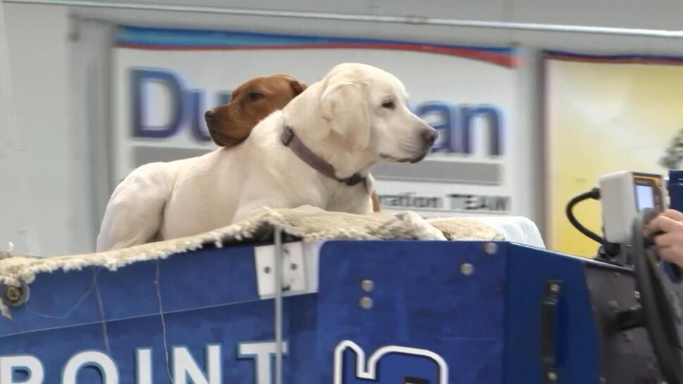 Penny and Jersey ride the Zamboni at Wisconsin’s Ice Hawks Arena while their human dad, Rob Podach, drives. 
