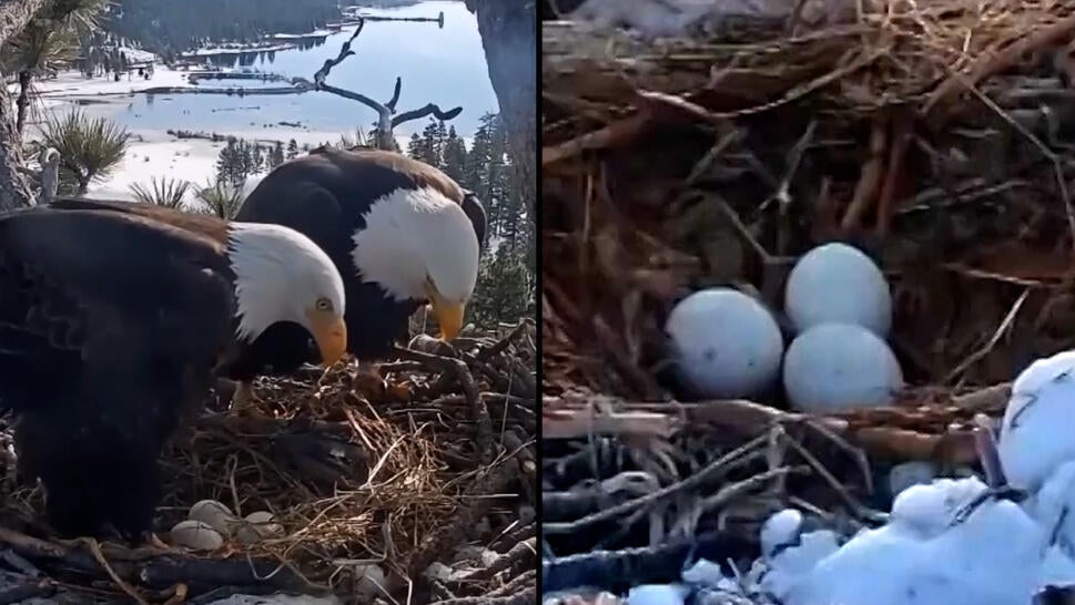Bald eagle eggs