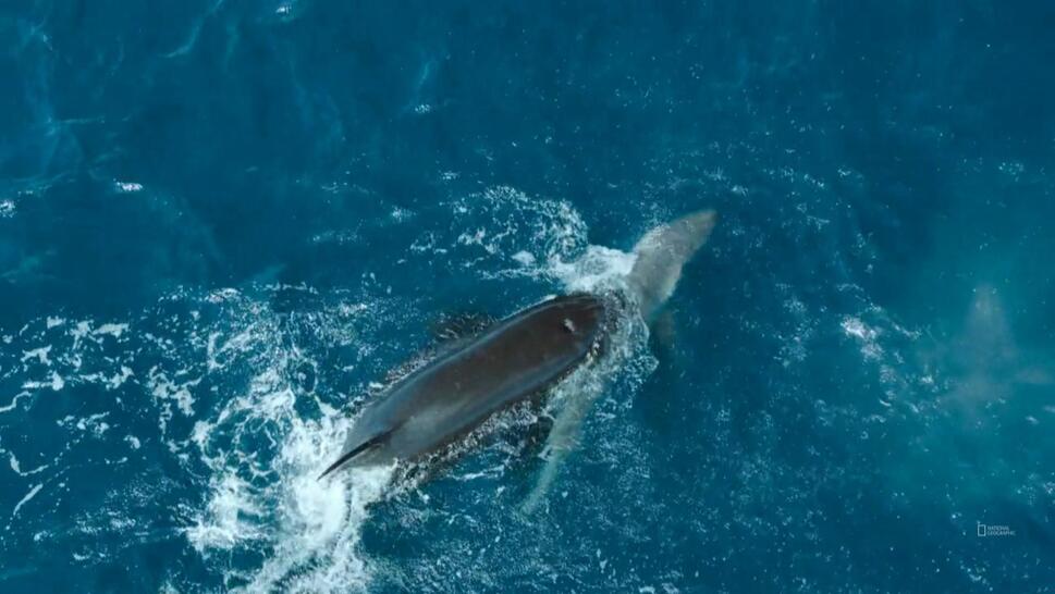 Orca Killing Great White Shark