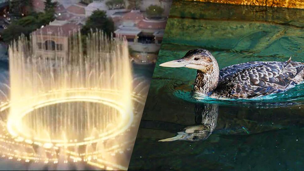 A rare yellow-billed loon found in Las Vegas’ Bellagio Hotel fountain has been relocated to the wild.