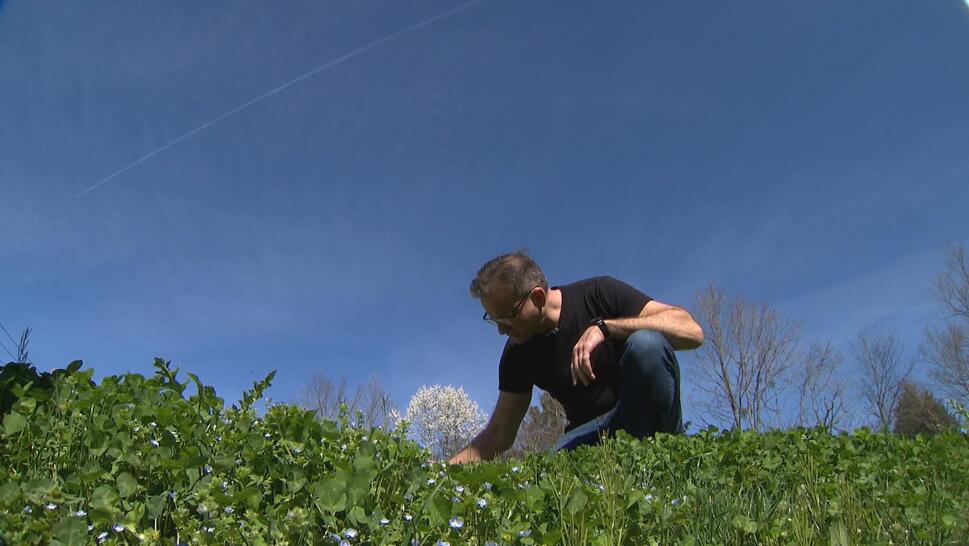 Lucky Man Finds 4-Leaf Clovers to Give Others Luck