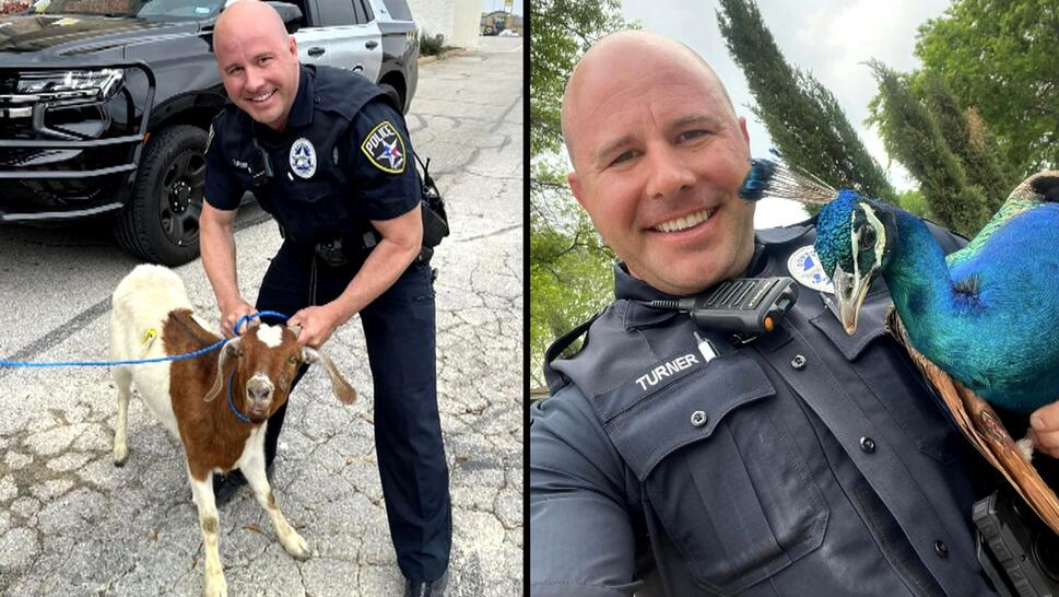 Officer Turner of Texas’ Irving Police Department wrangled a goat and a peacock in the same day.