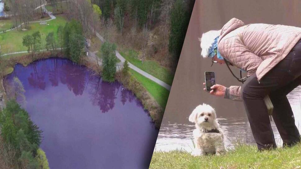 Purple lake/Woman taking picture of dog